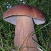 boletus edulis-slovenia